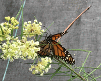 asclepias verticillata with monarch.gif